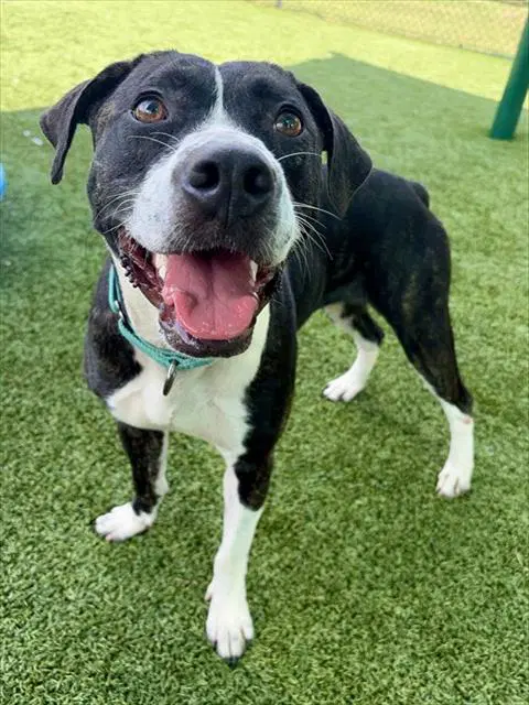 Michaela - Pit Bull Terrier