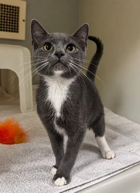Ace - Domestic Short Hair