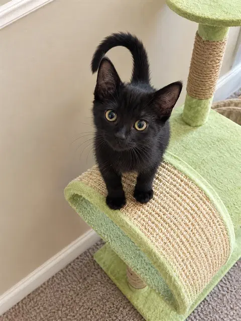 Fred - Domestic Short Hair