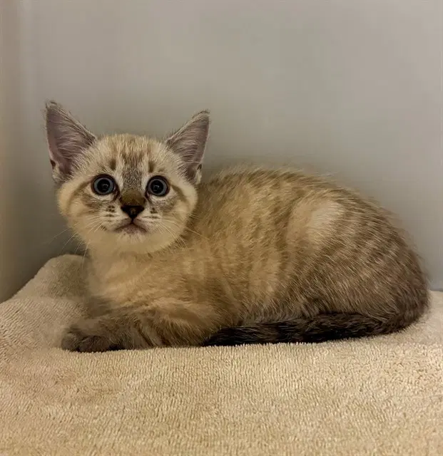 Flint - Domestic Short Hair