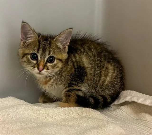 Bristol - Domestic Short Hair