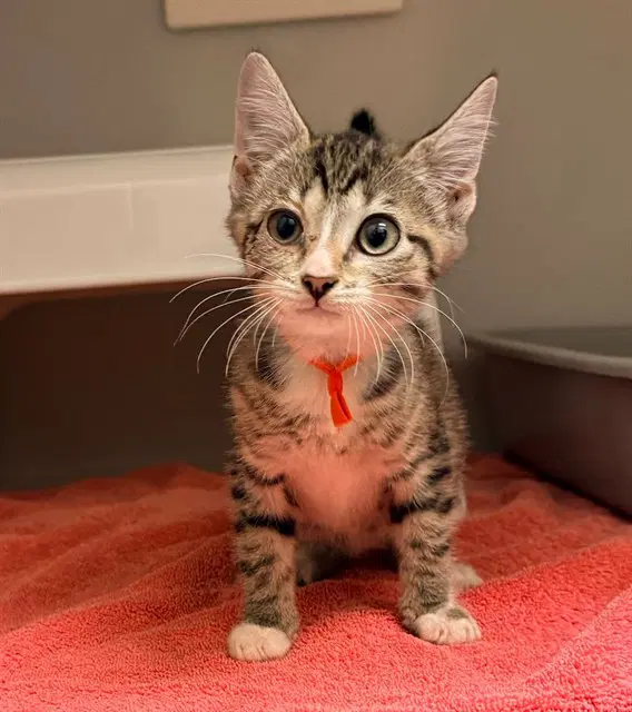 Tangle - Domestic Short Hair