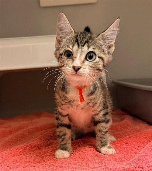 TANGLE, a cat for adoption from Iredell County Animal Services and Control Department