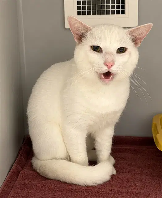 Orville - Domestic Short Hair