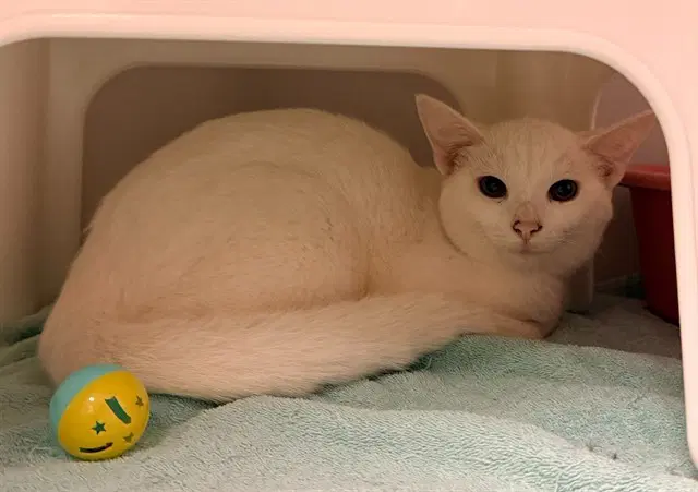 Hollie Lee - Domestic Short Hair