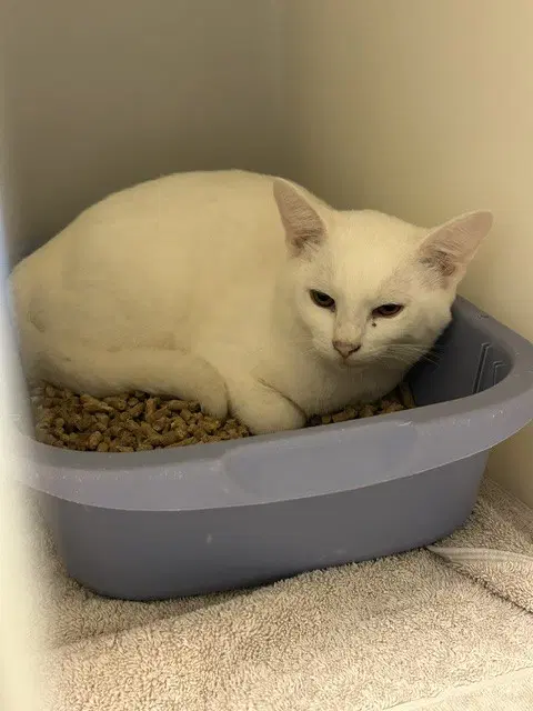 Volt - Domestic Short Hair