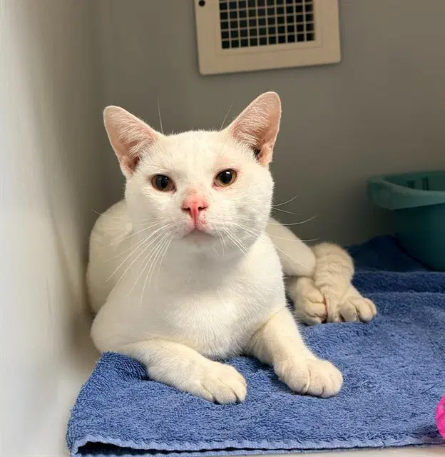 Orbit - Domestic Short Hair