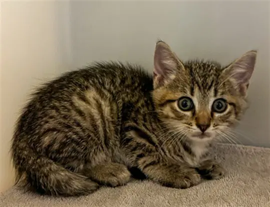 Chal - Domestic Short Hair