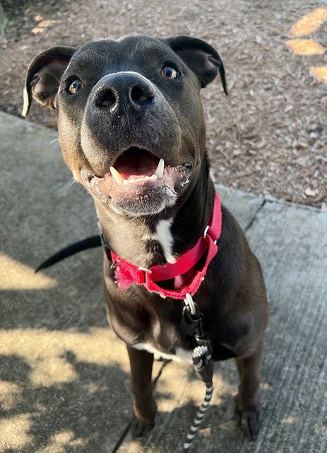 BELLINGHAM, a dog for adoption from Iredell County Animal Services and Control Department