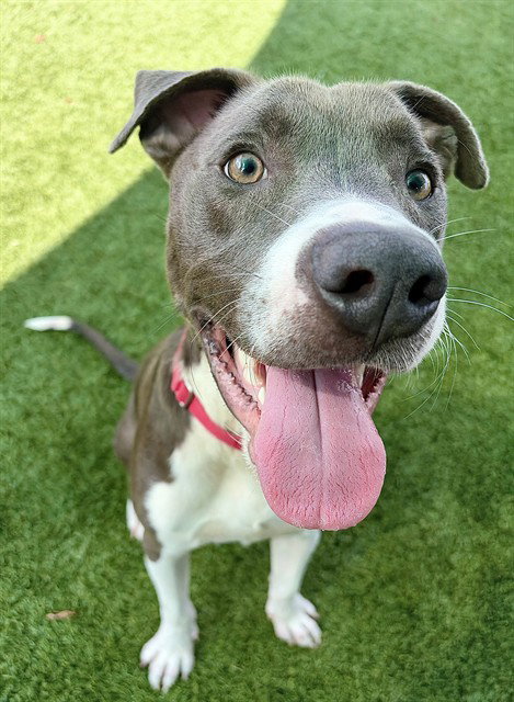 TANK, a dog for adoption from Iredell County Animal Services and Control Department