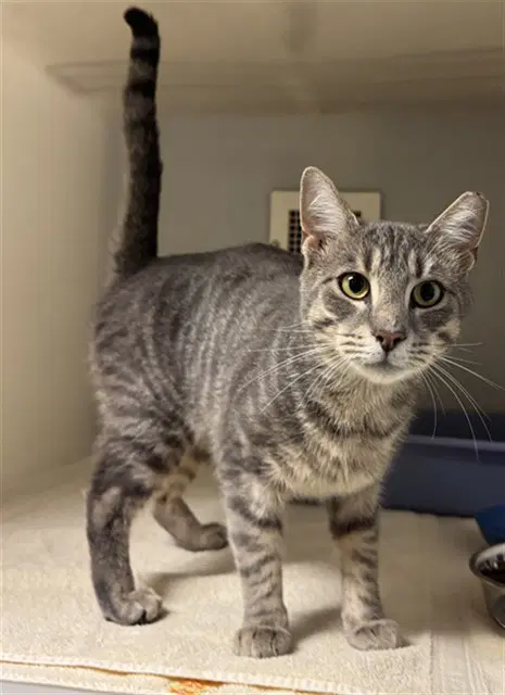 Chance - Domestic Short Hair