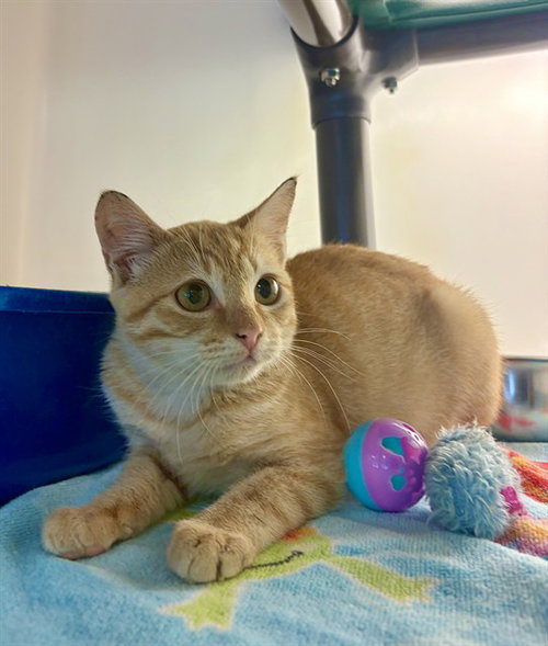 PINOCCHIO, a cat for adoption from Iredell County Animal Services and Control Department