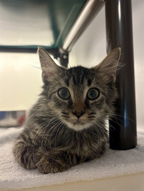 SIR LANCELOT, a cat for adoption from Iredell County Animal Services and Control Department