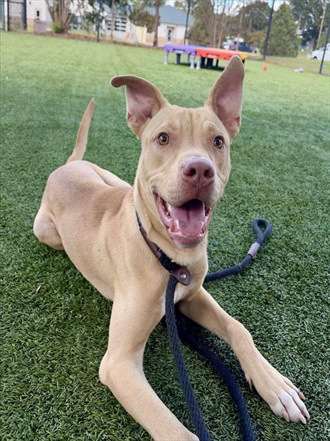 SONIC, a dog for adoption from Iredell County Animal Services and Control Department