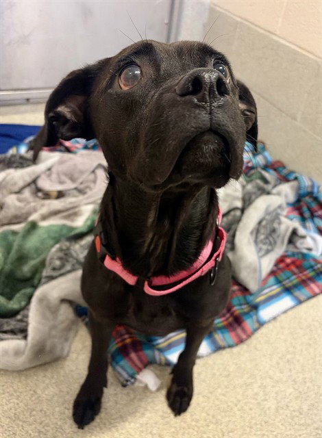 SADIRA, a dog for adoption from Iredell County Animal Services and Control Department