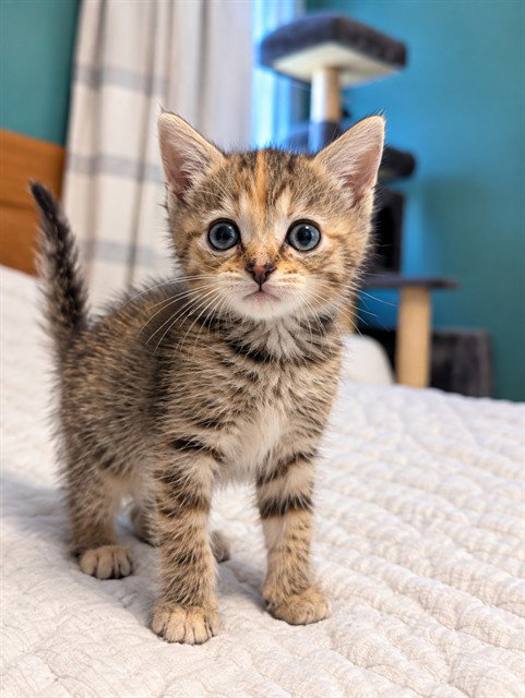 Ham N Cheese Biscuit, Domestic Short Hair