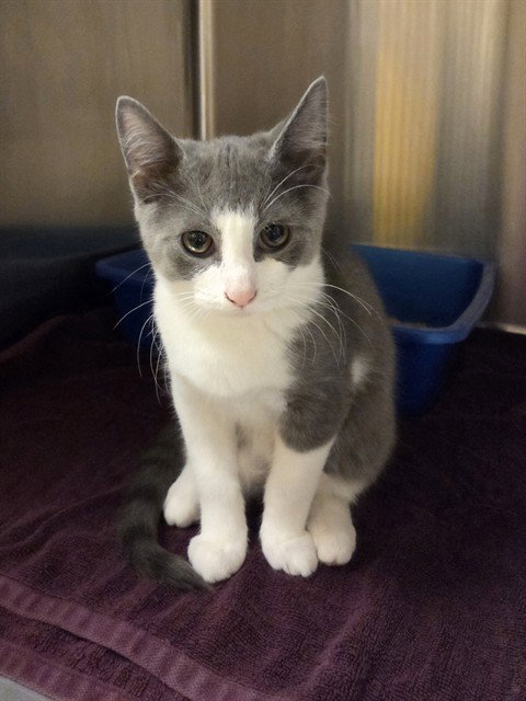 Orlo, Domestic Short Hair