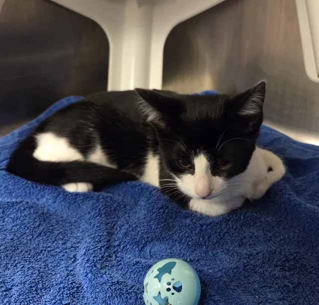 Marial - Domestic Short Hair