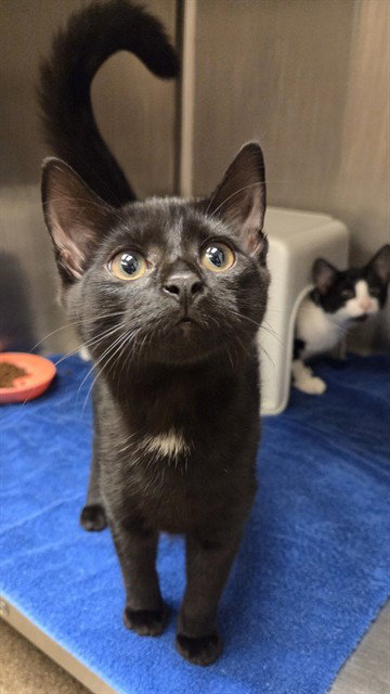 Georgina, Domestic Short Hair