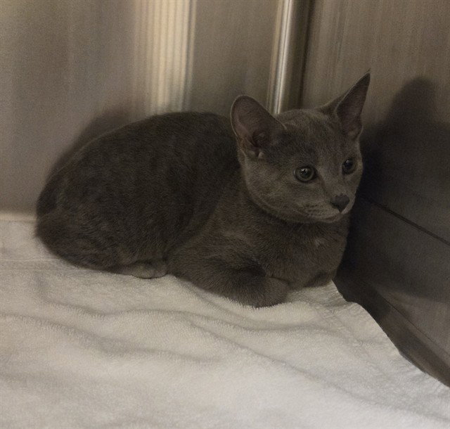 Grigor, Domestic Short Hair