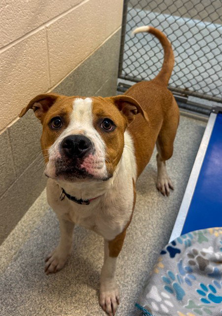 Della, Pit Bull Terrier