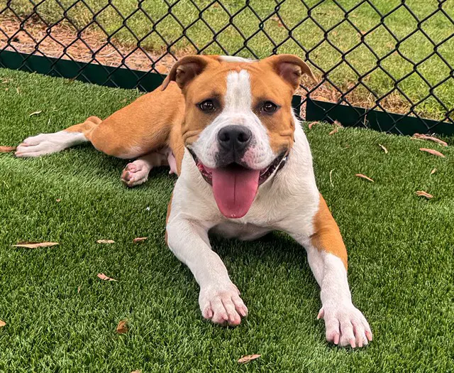 Della - Pit Bull Terrier