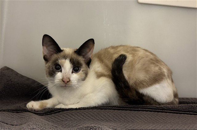 Garlic, Domestic Short Hair
