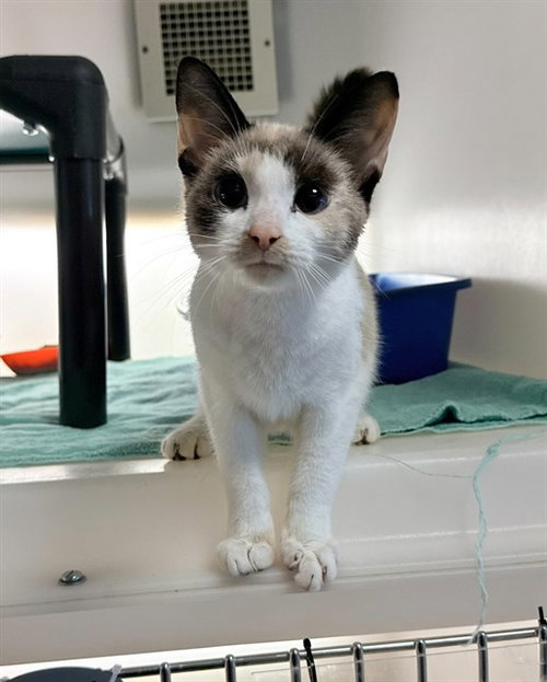 GARLIC, a cat for adoption from Iredell County Animal Services and Control Department