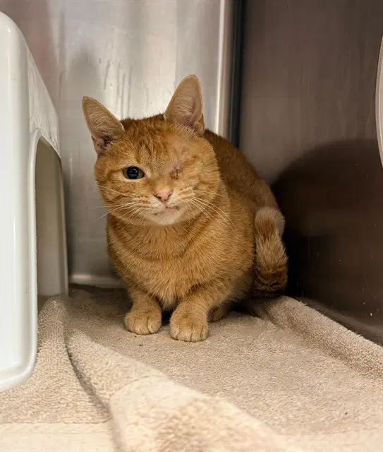 Ginger - Domestic Short Hair
