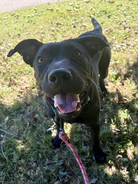 HAROLD, a dog for adoption from Iredell County Animal Services and Control Department