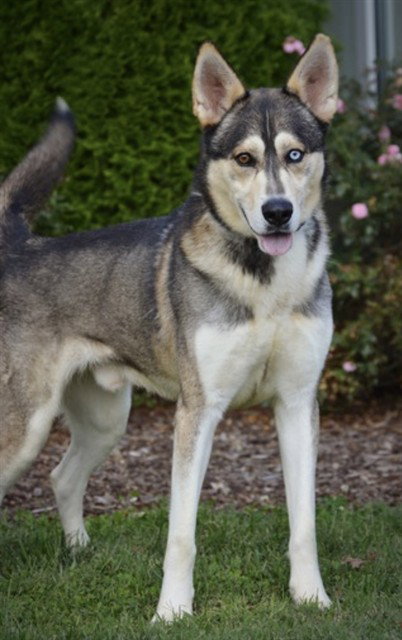 BUTLER, a dog for adoption from Iredell County Animal Services and Control Department