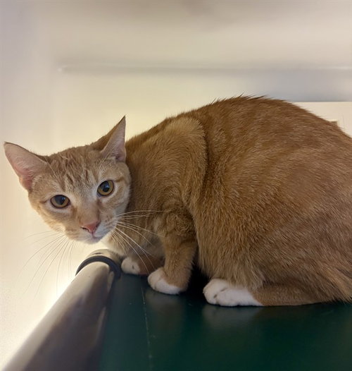 MUGSY, a cat for adoption from Iredell County Animal Services and Control Department