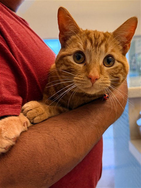 LUCIO, a cat for adoption from Iredell County Animal Services and Control Department