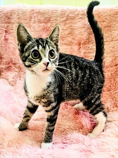 ALICE, a cat for adoption from Iredell County Animal Services and Control Department