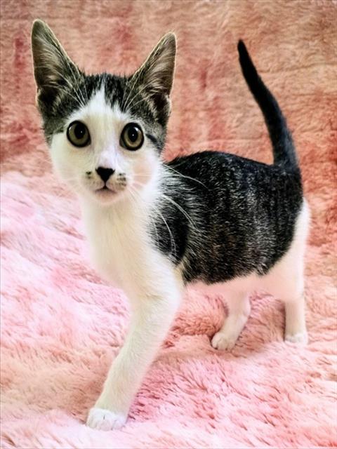 JANE, a cat for adoption from Iredell County Animal Services and Control Department