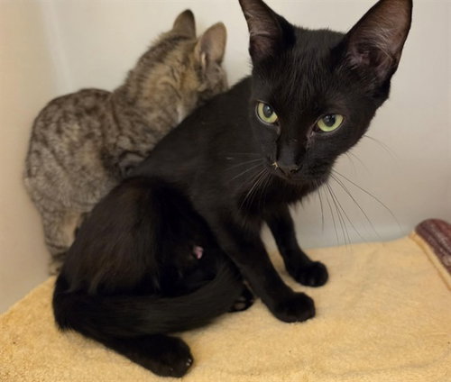 SASSY, a cat for adoption from Iredell County Animal Services and Control Department