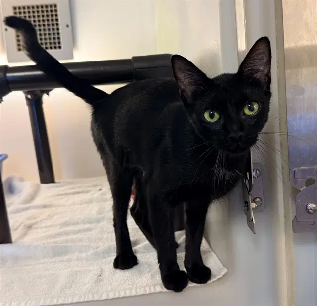 Sassy - Domestic Short Hair
