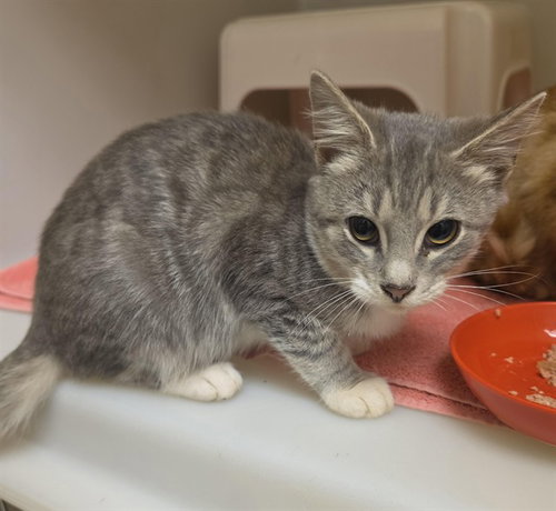 GEPPETTO, a cat for adoption from Iredell County Animal Services and Control Department
