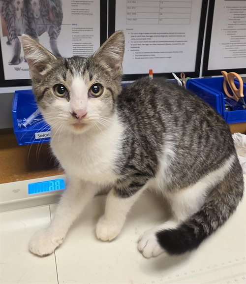 GIBSON, a cat for adoption from Iredell County Animal Services and Control Department