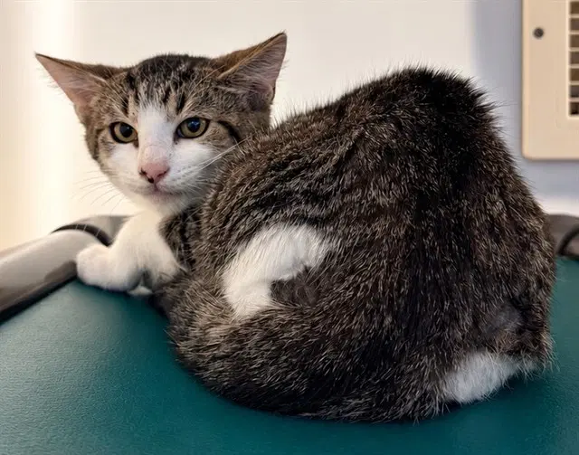 Gibson - Domestic Short Hair