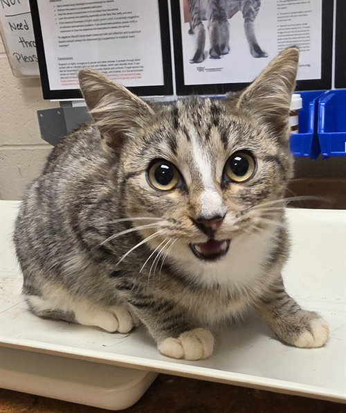 GENEVIEVE, a cat for adoption from Iredell County Animal Services and Control Department