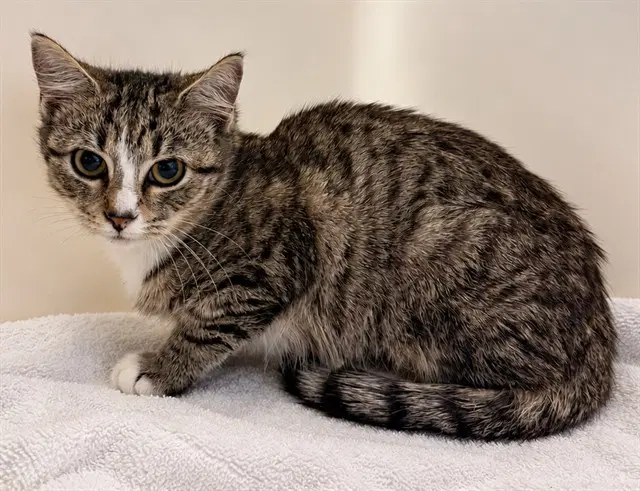 Genevieve - Domestic Short Hair