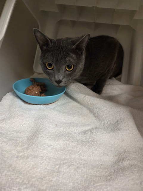 POSTY, a cat for adoption from Iredell County Animal Services and Control Department