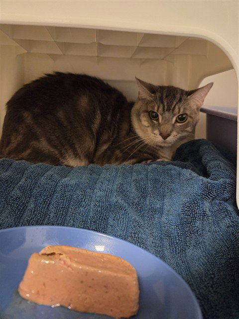 JINGLES, a cat for adoption from Iredell County Animal Services and Control Department