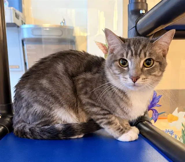 Jingles - Domestic Short Hair