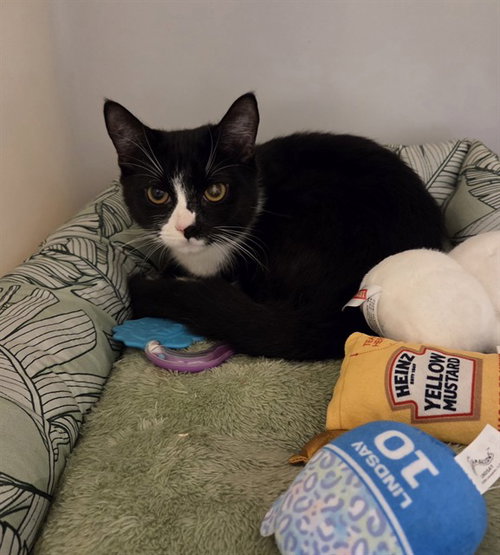 MITTENS, a cat for adoption from Iredell County Animal Services and Control Department
