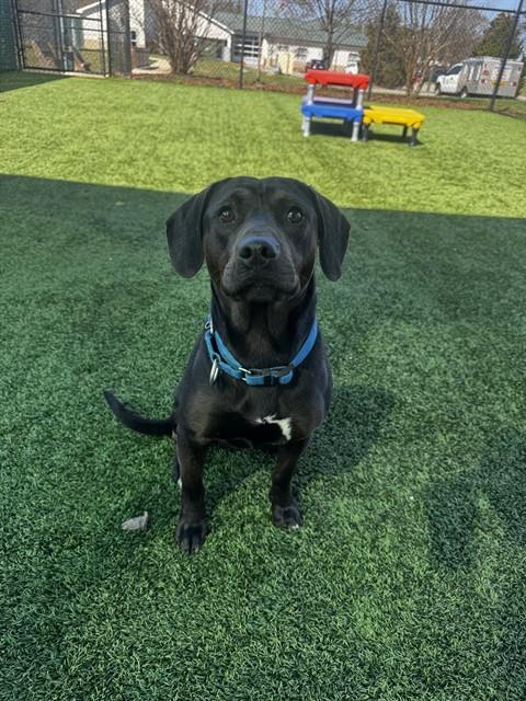 NEO, a dog for adoption from Iredell County Animal Services and Control Department