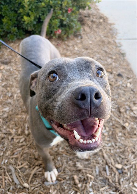 HUMPHREY, a dog for adoption from Iredell County Animal Services and Control Department