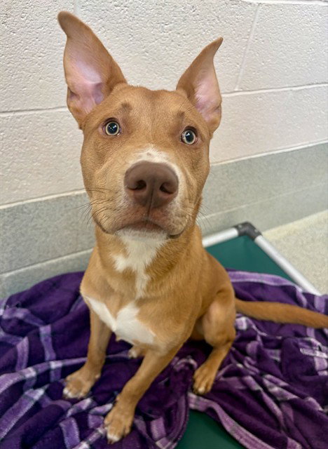 CHARLIE BROWN, a dog for adoption from Iredell County Animal Services and Control Department