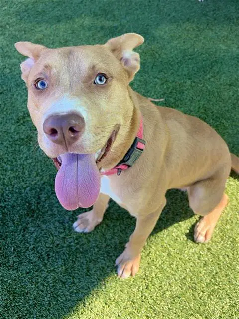 Charlie Brown - Pit Bull Terrier